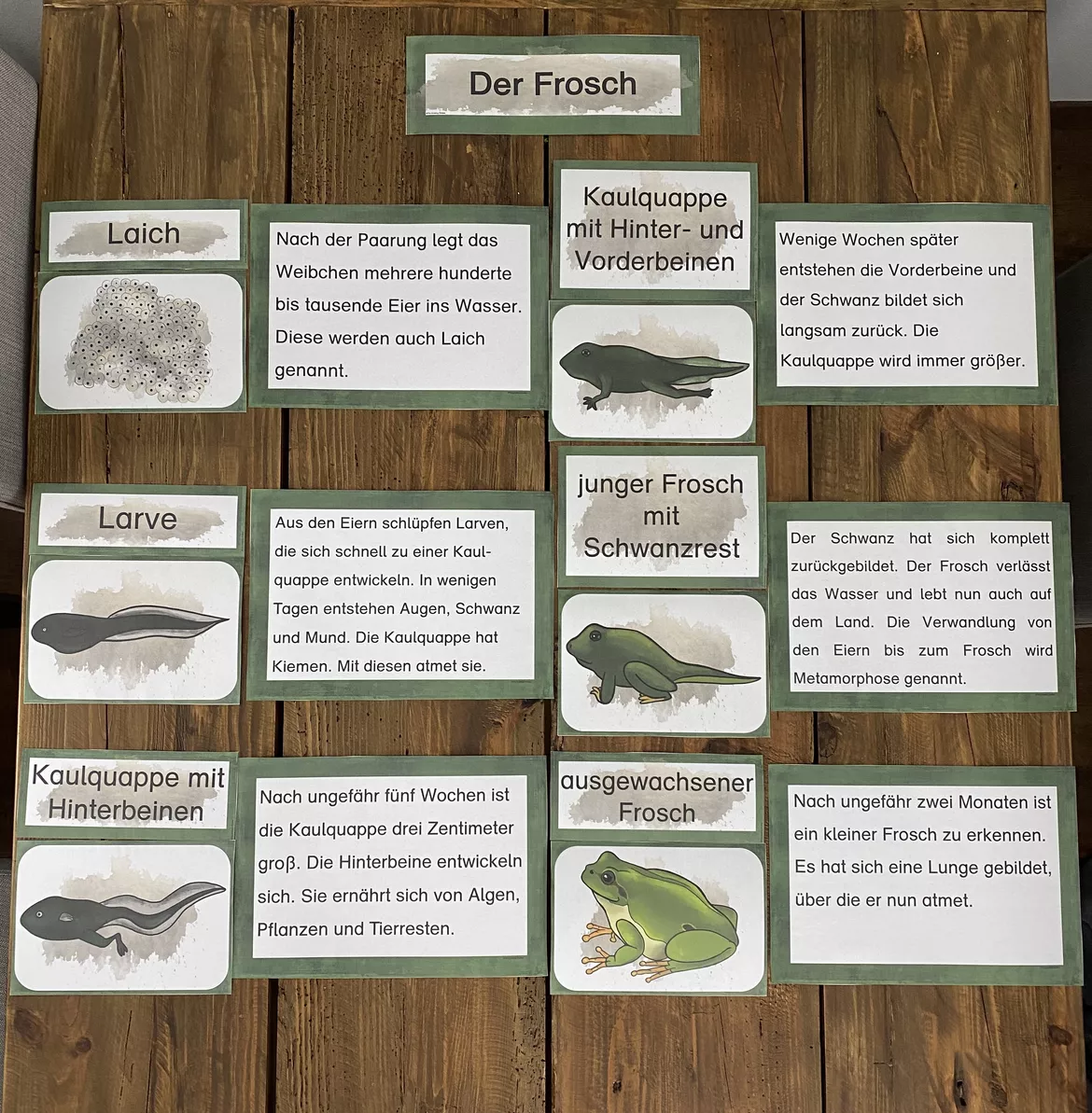 Bild in der Beschreibung des Unterrichtsmaterials Tafelmaterial (Bild- und Wortkarten) zum Frosch von The Growing Firsties #1