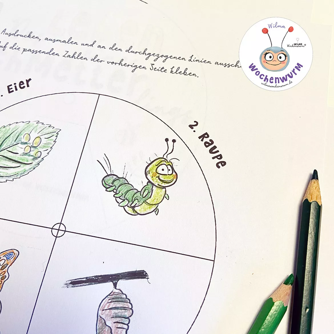 Bild in der Beschreibung des Unterrichtsmaterials Drehrad Lebenszyklus Schmetterling mit Arbeitsblatt von Wilma Wochenwurm #1