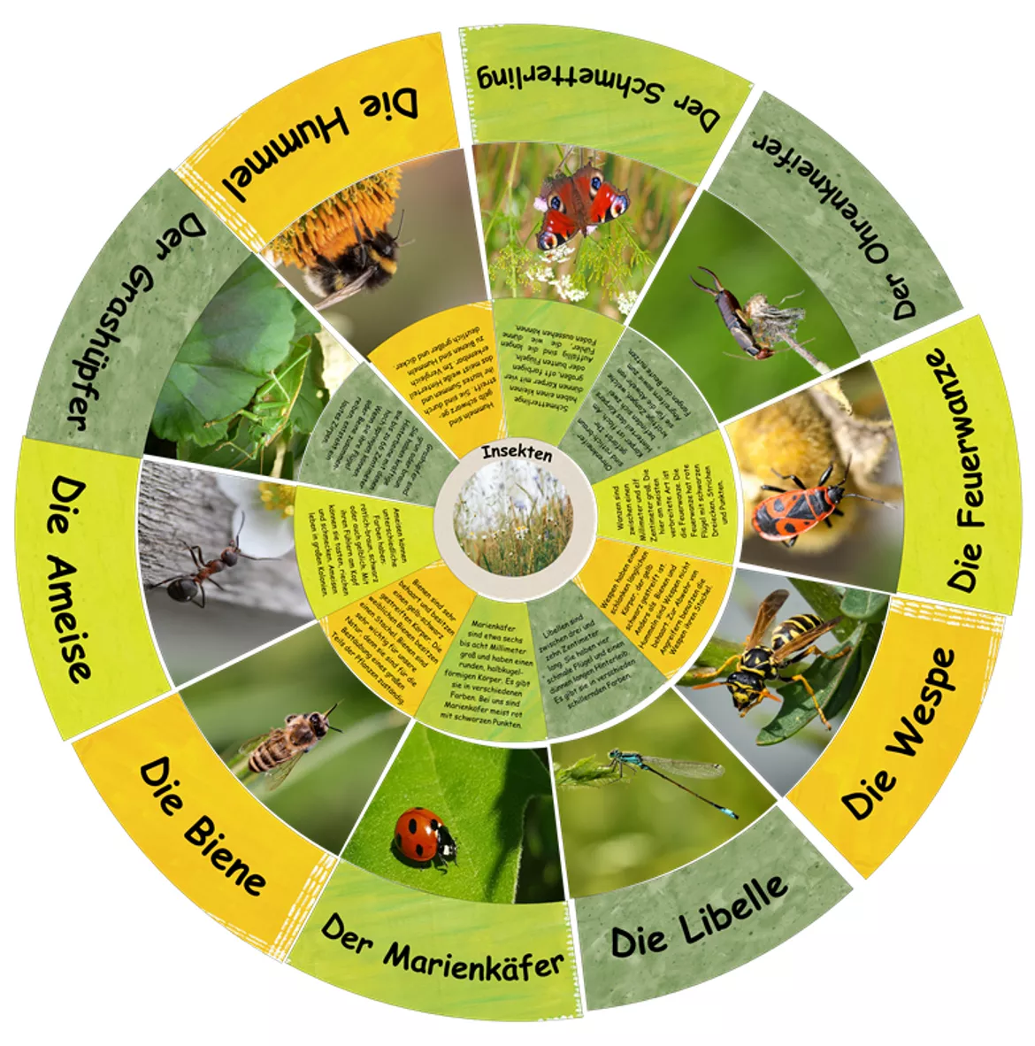 Bild in der Beschreibung des Unterrichtsmaterials Legekreis Insekten (Biene, Schmetterling, Marienkäfer, ...) von FreuleinBerg #1