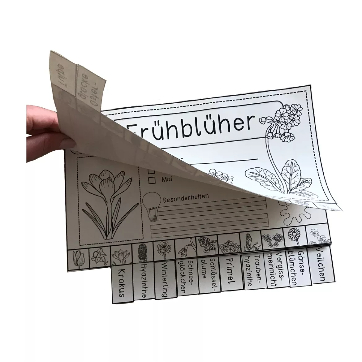 Bild in der Beschreibung des Unterrichtsmaterials Flip Book Frühblüher - zweifach differenzierte Bastelvorlage von Odd Bird & Company #2