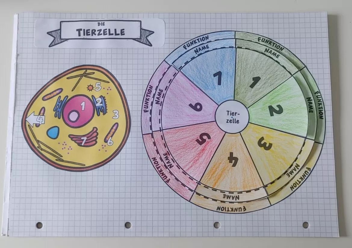 Bild in der Beschreibung des Unterrichtsmaterials interaktives Zellrad: tierische Zelle (dreh- & klappbar) von WissensFunken (Frau S.) #1