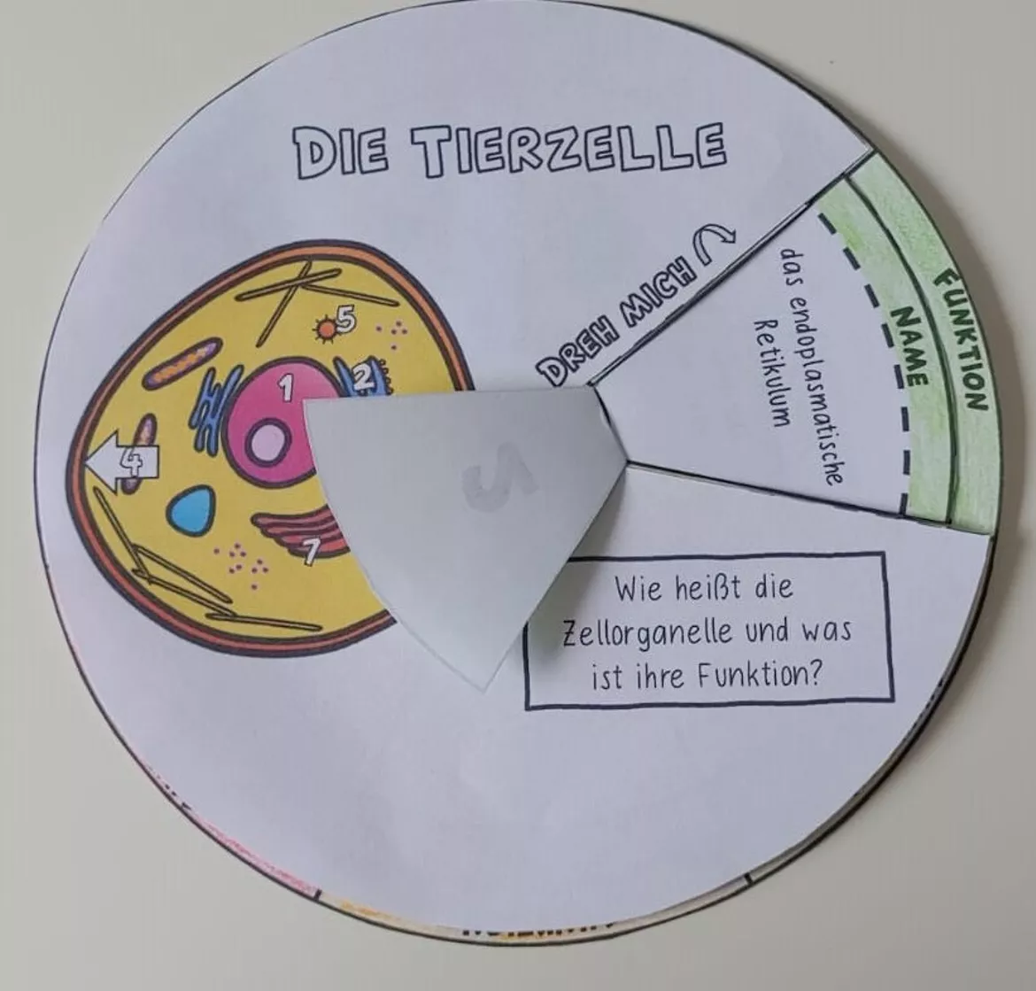 Bild in der Beschreibung des Unterrichtsmaterials interaktives Zellrad: tierische Zelle (dreh- & klappbar) von WissensFunken (Frau S.) #3