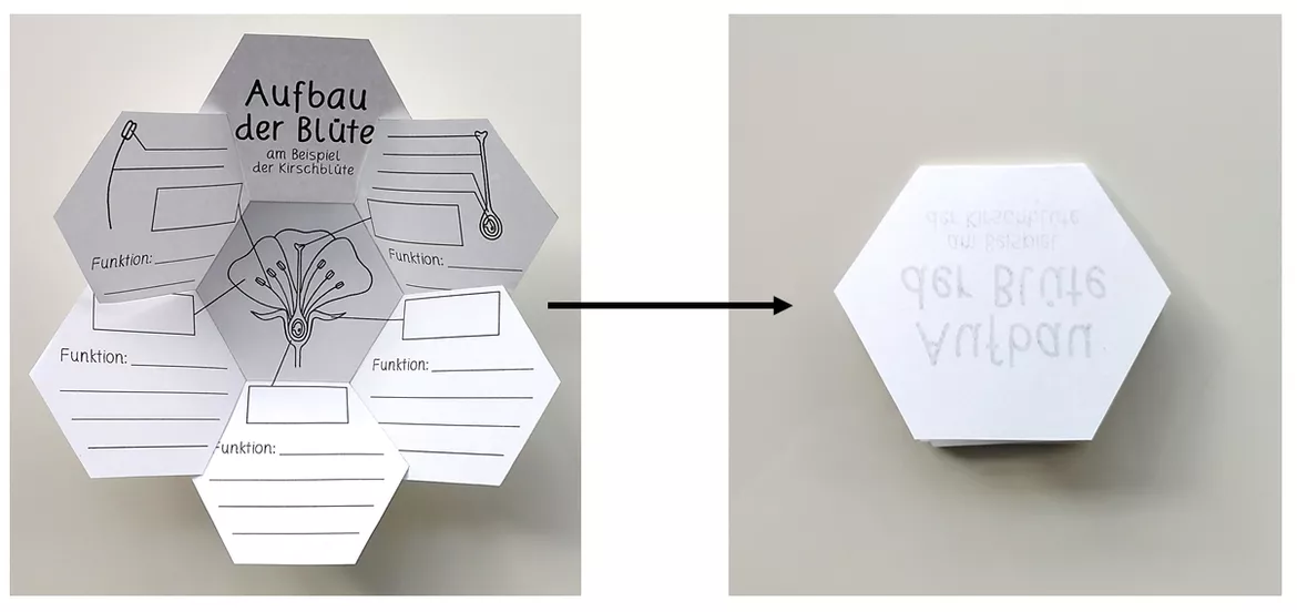 Bild in der Beschreibung des Unterrichtsmaterials AUFBAU DER BLÜTE - Faltblatt / Arbeitsblatt (farbig und schwarz-weiß) von TeachWithElli #1