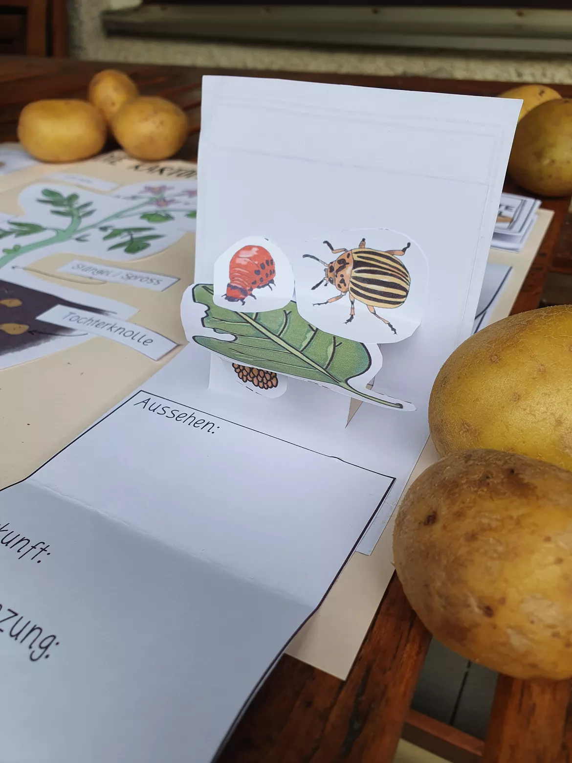 Bild in der Beschreibung des Unterrichtsmaterials KARTOFFEL Lapbook Sachunterricht mit Erarbeitungsideen von HerzHandPinselstrich #2