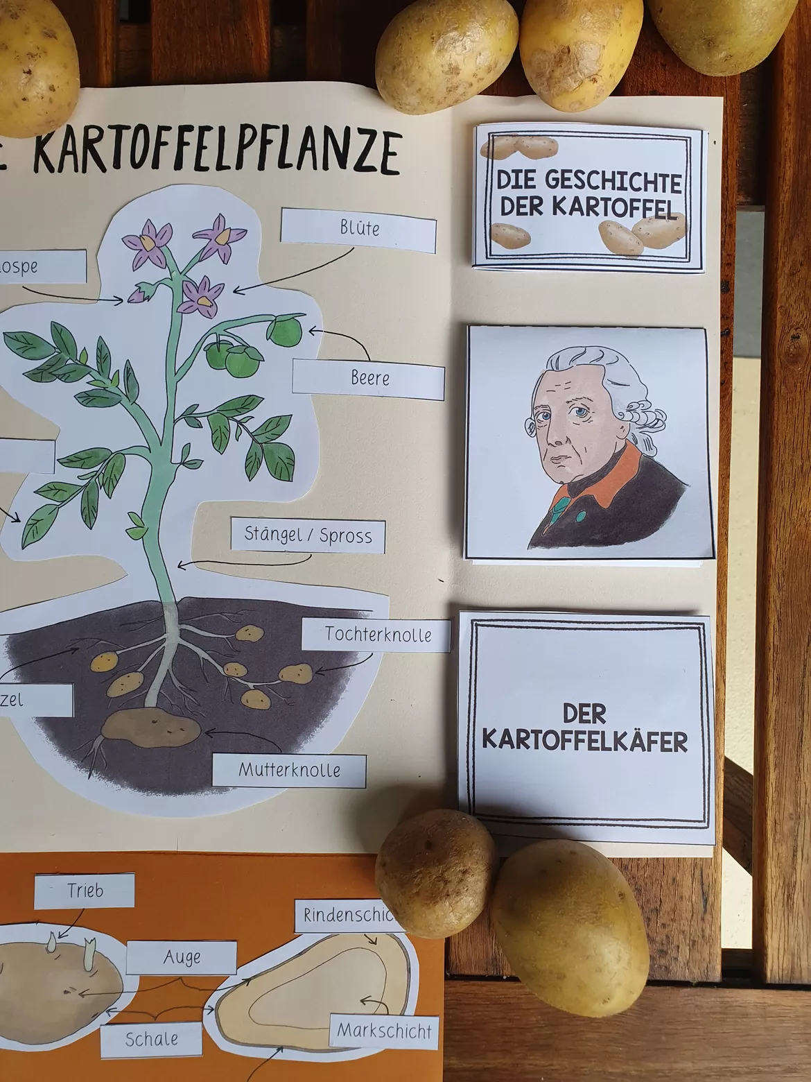 Bild in der Beschreibung des Unterrichtsmaterials KARTOFFEL Lapbook Sachunterricht mit Erarbeitungsideen von HerzHandPinselstrich #1
