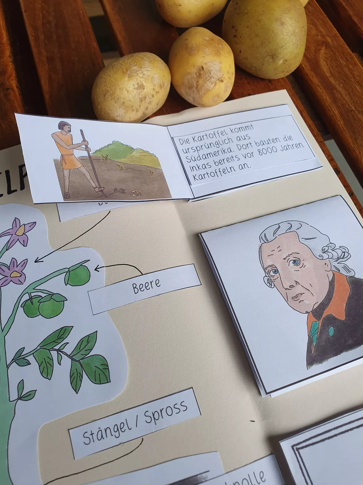 Bild in der Beschreibung des Unterrichtsmaterials KARTOFFEL Lapbook Sachunterricht mit Erarbeitungsideen von HerzHandPinselstrich #3