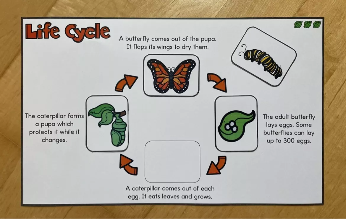Bild in der Beschreibung des Unterrichtsmaterials Butterfly Life Cycle - Legematerial von Camilla