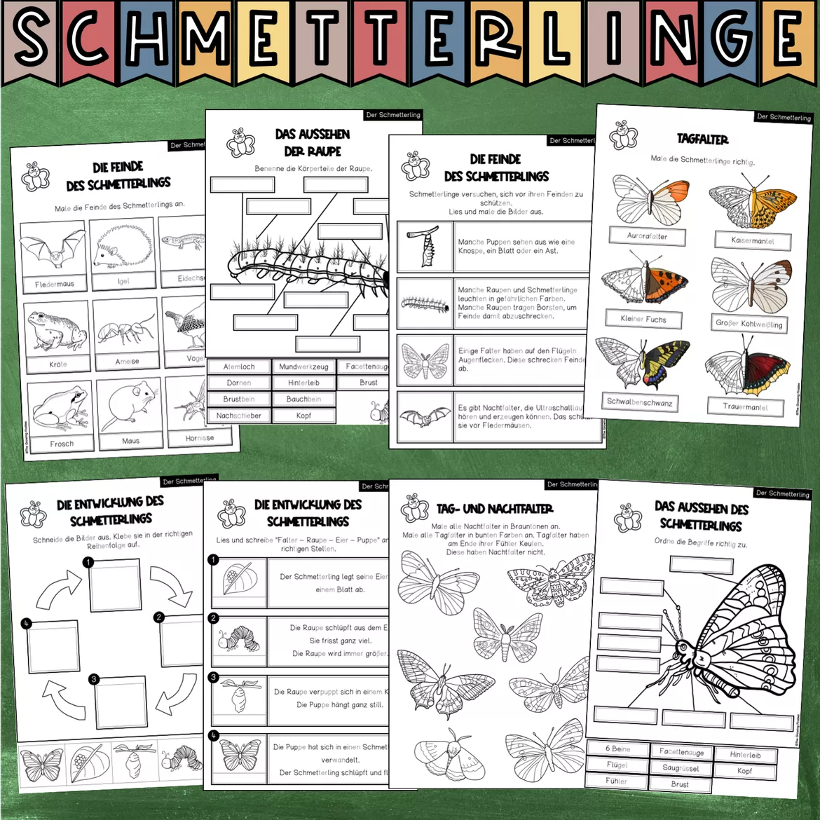 Bild in der Beschreibung des Unterrichtsmaterials Der Schmetterling - Forschungsheft (Arbeitsblätter + Lösungsblätter) von The Growing Firsties #1