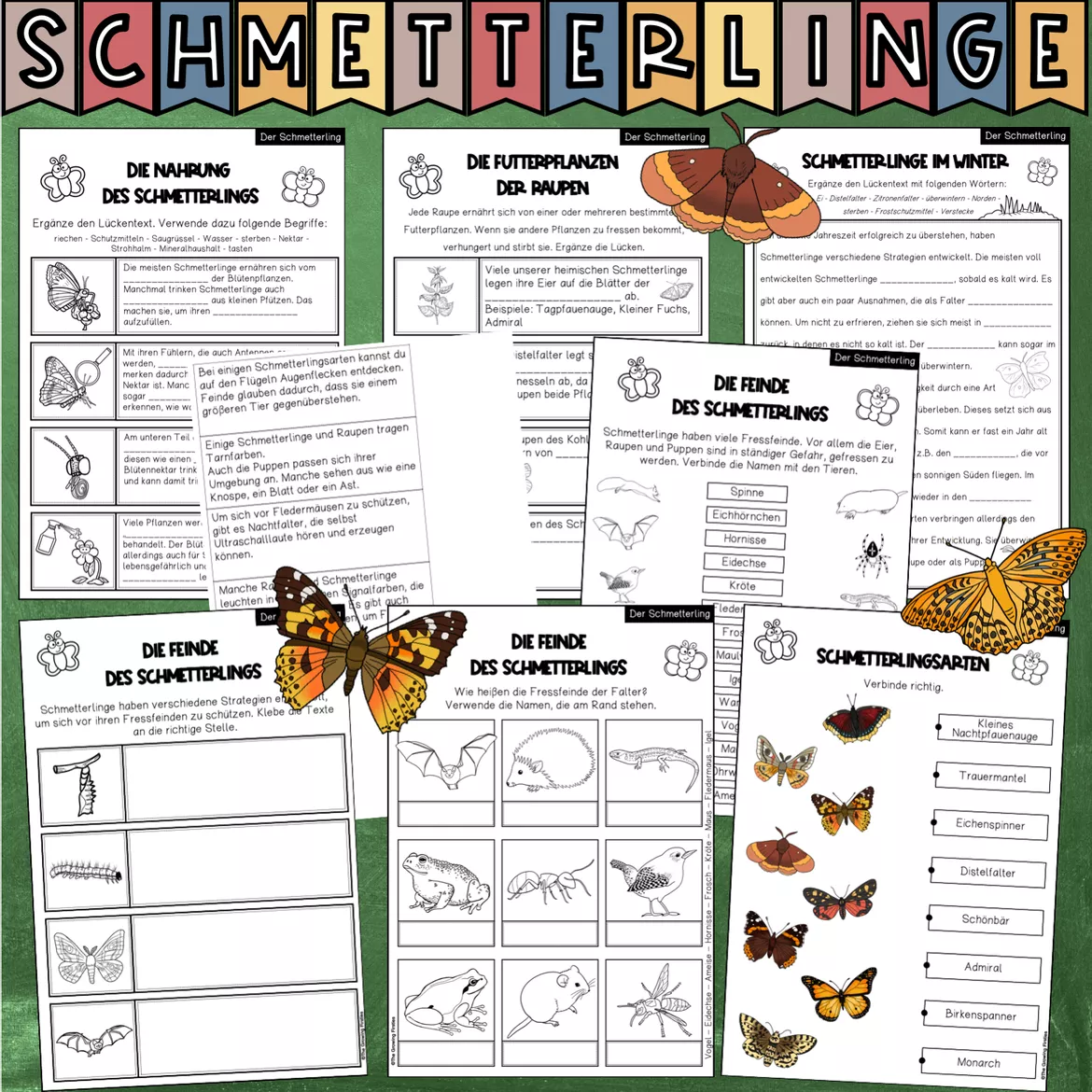 Bild in der Beschreibung des Unterrichtsmaterials Der Schmetterling - Forschungsheft (Arbeitsblätter + Lösungsblätter) von The Growing Firsties #4