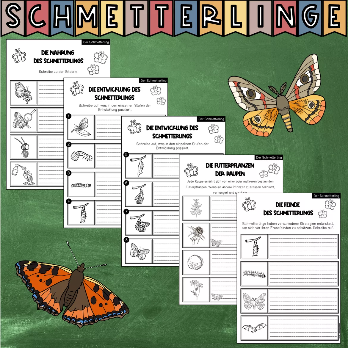 Bild in der Beschreibung des Unterrichtsmaterials Der Schmetterling - Forschungsheft (Arbeitsblätter + Lösungsblätter) von The Growing Firsties #6