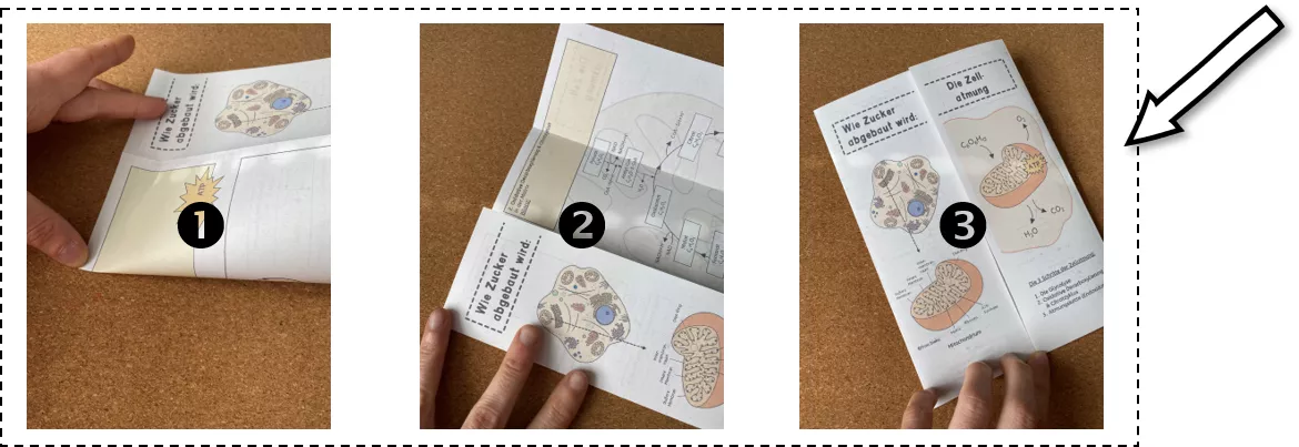 Bild in der Beschreibung des Unterrichtsmaterials Flipbook Zellatmung Biochemie Stoffwechsel von Frau Bieku #1
