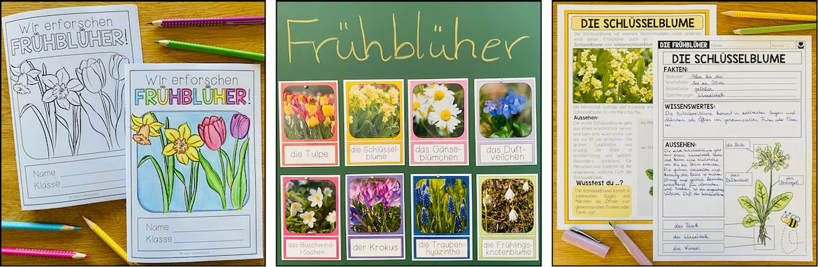 Bild in der Beschreibung des Unterrichtsmaterials FRÜHBLÜHER - LERNWERKSTATT von Unterrichtmitspass #1