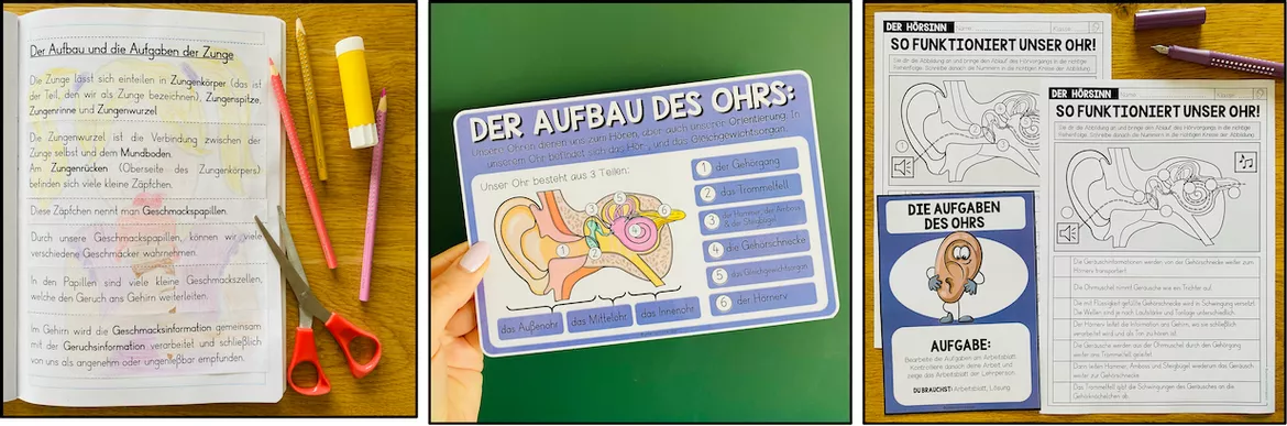 Bild in der Beschreibung des Unterrichtsmaterials 5 Sinne – Lernwerkstatt zu Sinnesorganen, Auge, Ohr, Nase, Haut und Zunge | 3.–5. Schulstufe von Unterrichtmitspass #6