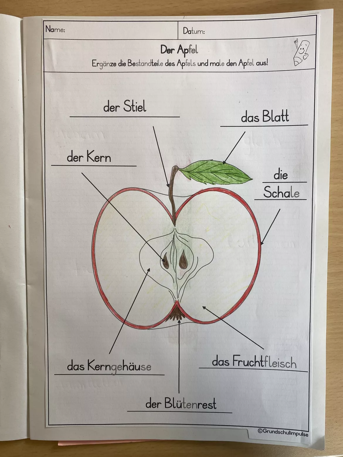 Bild in der Beschreibung des Unterrichtsmaterials Unterrichtsreihe: Der Apfel (Klasse 1+2) von Grundschulimpulse #4