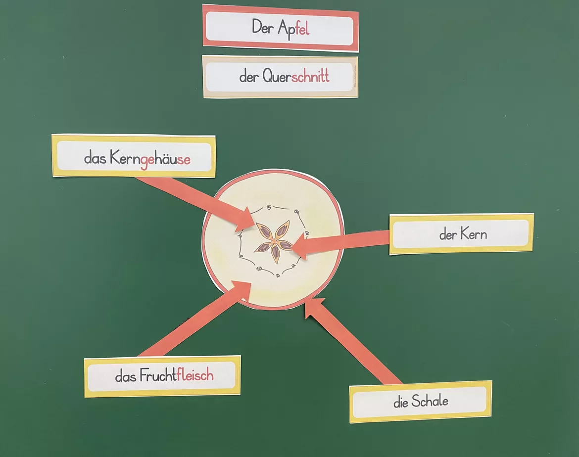 Bild in der Beschreibung des Unterrichtsmaterials Unterrichtsreihe: Der Apfel (Klasse 1+2) von Grundschulimpulse #3