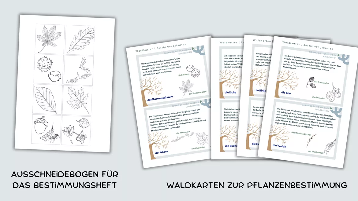 Bild in der Beschreibung des Unterrichtsmaterials Unterrichtseinheit Herbst | Bäume, Blätter, Früchte von Lehrerglück #4