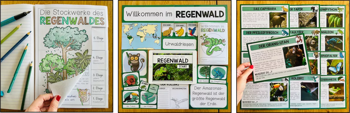 Bild in der Beschreibung des Unterrichtsmaterials Regenwald – Erdkunde, tropischer Regenwald, Tiere und Pflanzen, Produkte aus dem Regenwald, Klasse 3, 4, 5, Sachunterricht, Biologie | Materialpaket von Unterrichtmitspass #2