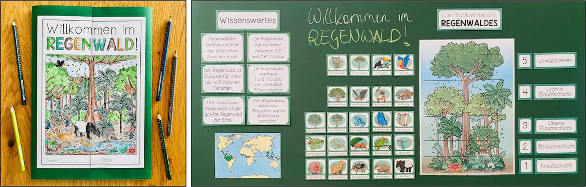 Bild in der Beschreibung des Unterrichtsmaterials Regenwald – Erdkunde, tropischer Regenwald, Tiere und Pflanzen, Produkte aus dem Regenwald, Klasse 3, 4, 5, Sachunterricht, Biologie | Materialpaket von Unterrichtmitspass #3
