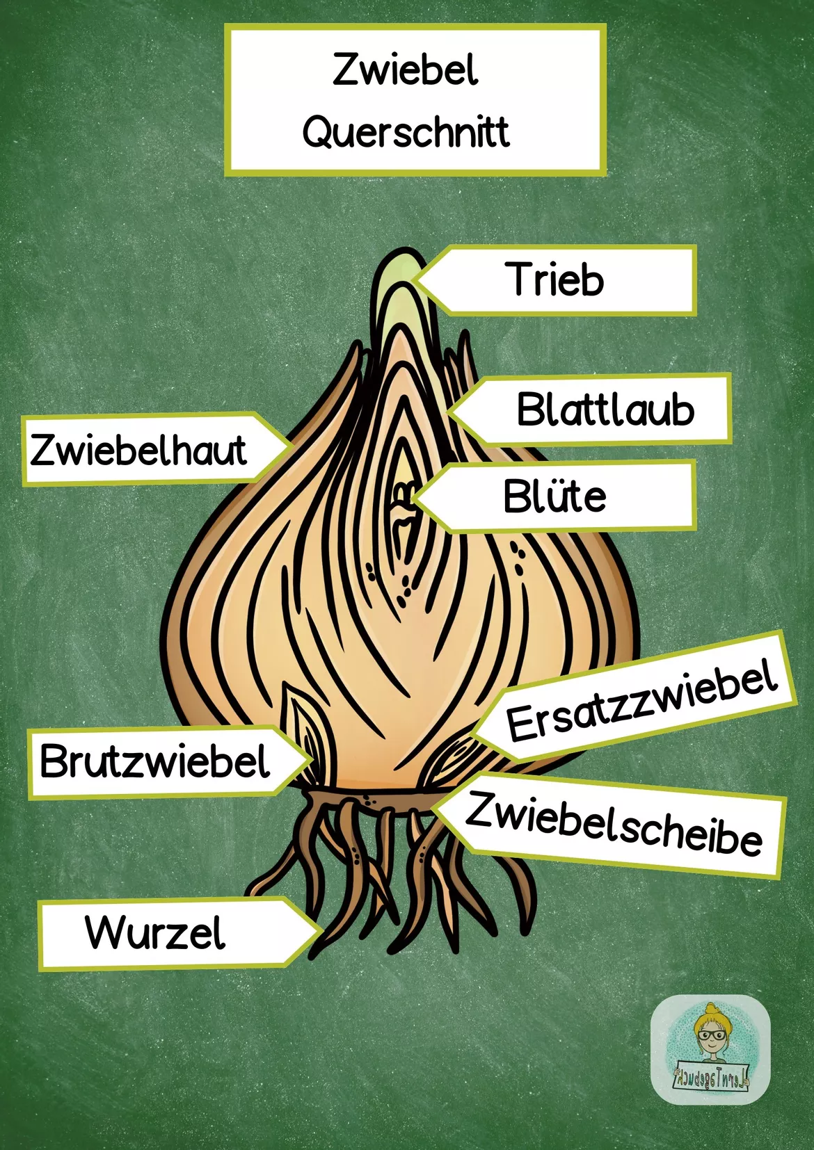 Bild in der Beschreibung des Unterrichtsmaterials Frühblüher, Speicherorgane: Tafelbilder im Sachunterricht von LernTagebuch #3