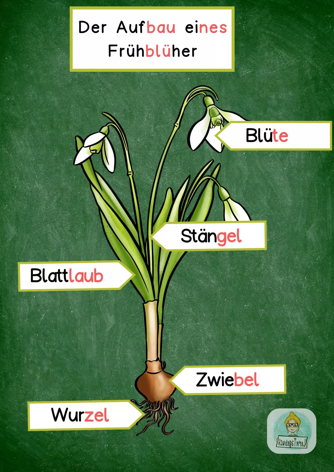 Bild in der Beschreibung des Unterrichtsmaterials Frühblüher, Speicherorgane: Tafelbilder im Sachunterricht von LernTagebuch #2