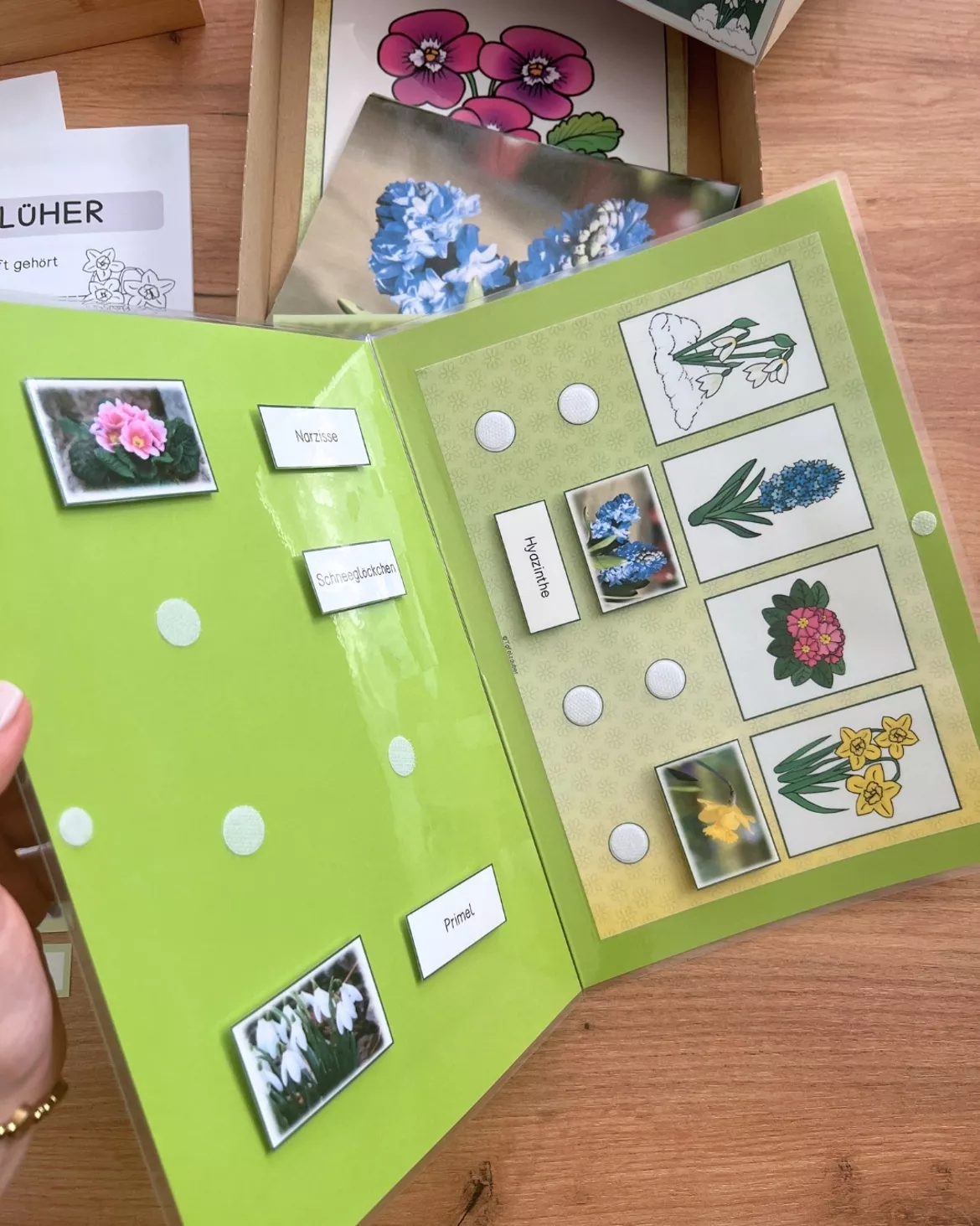 Bild in der Beschreibung des Unterrichtsmaterials Frühblüher Klettmappe (Frühblüher, Aufbau & Lebenszyklus) von Tafelzauber #1