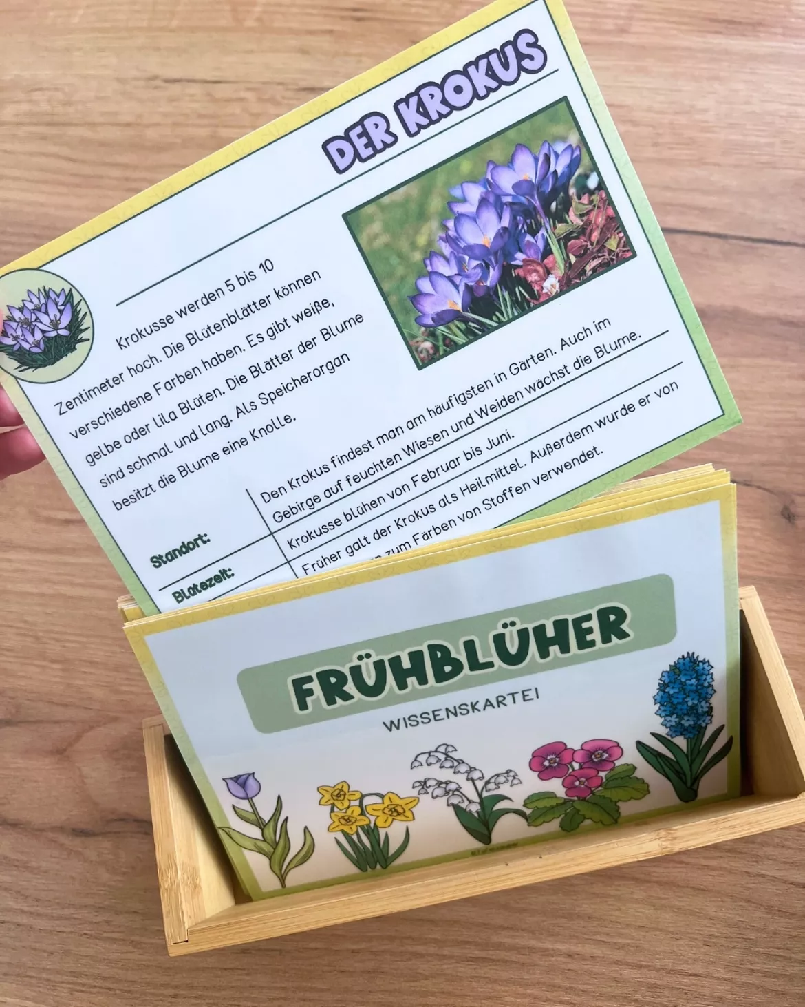 Bild in der Beschreibung des Unterrichtsmaterials Frühblüher Wissenskartei (+interaktive PDF) von Tafelzauber #1
