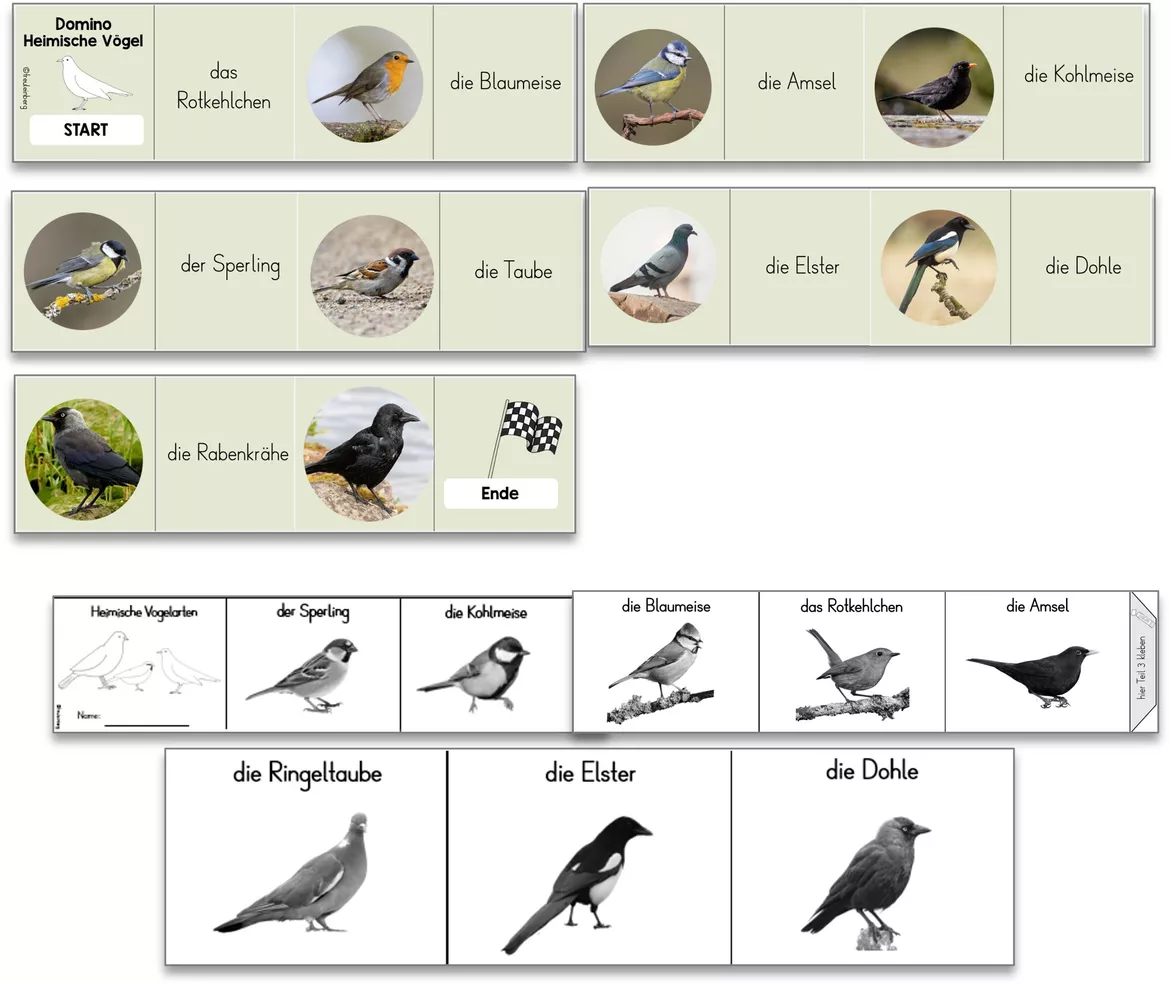 Bild in der Beschreibung des Unterrichtsmaterials Leporello und Domino - Heimische Vogelarten von FreuleinBerg #1