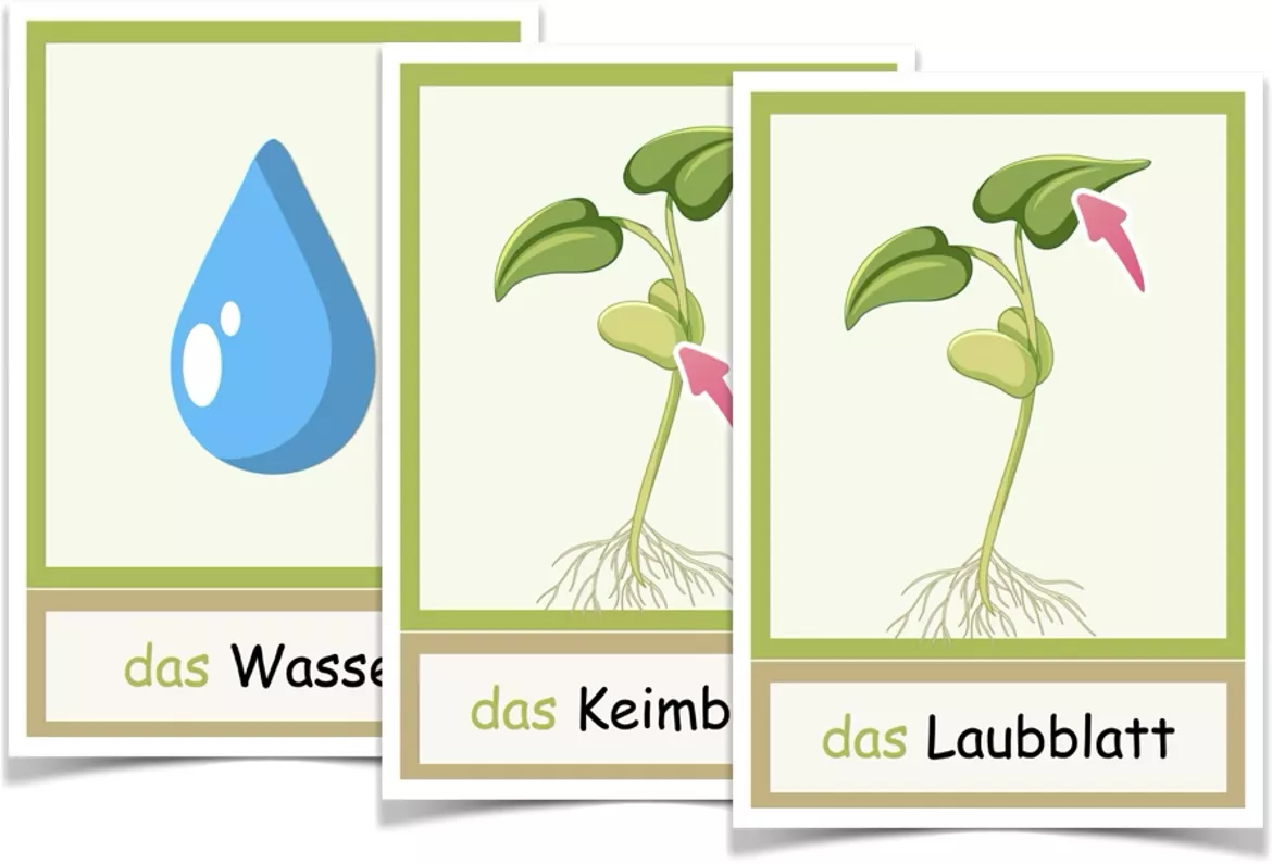 Bild in der Beschreibung des Unterrichtsmaterials DIE BOHNE Bildkarten Bild-Wortkarten von kreativ lernen #1