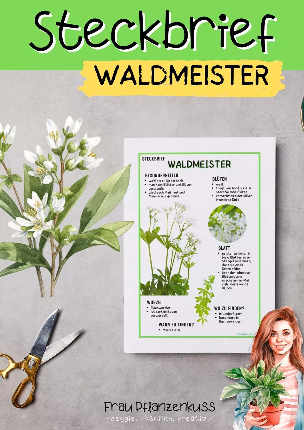 Bild in der Beschreibung des Unterrichtsmaterials Steckbrief Waldmeister | Grundschule und Sekundarstufe 1 | Klasse 3 bis 7 von Frau Pflanzenkuss #1