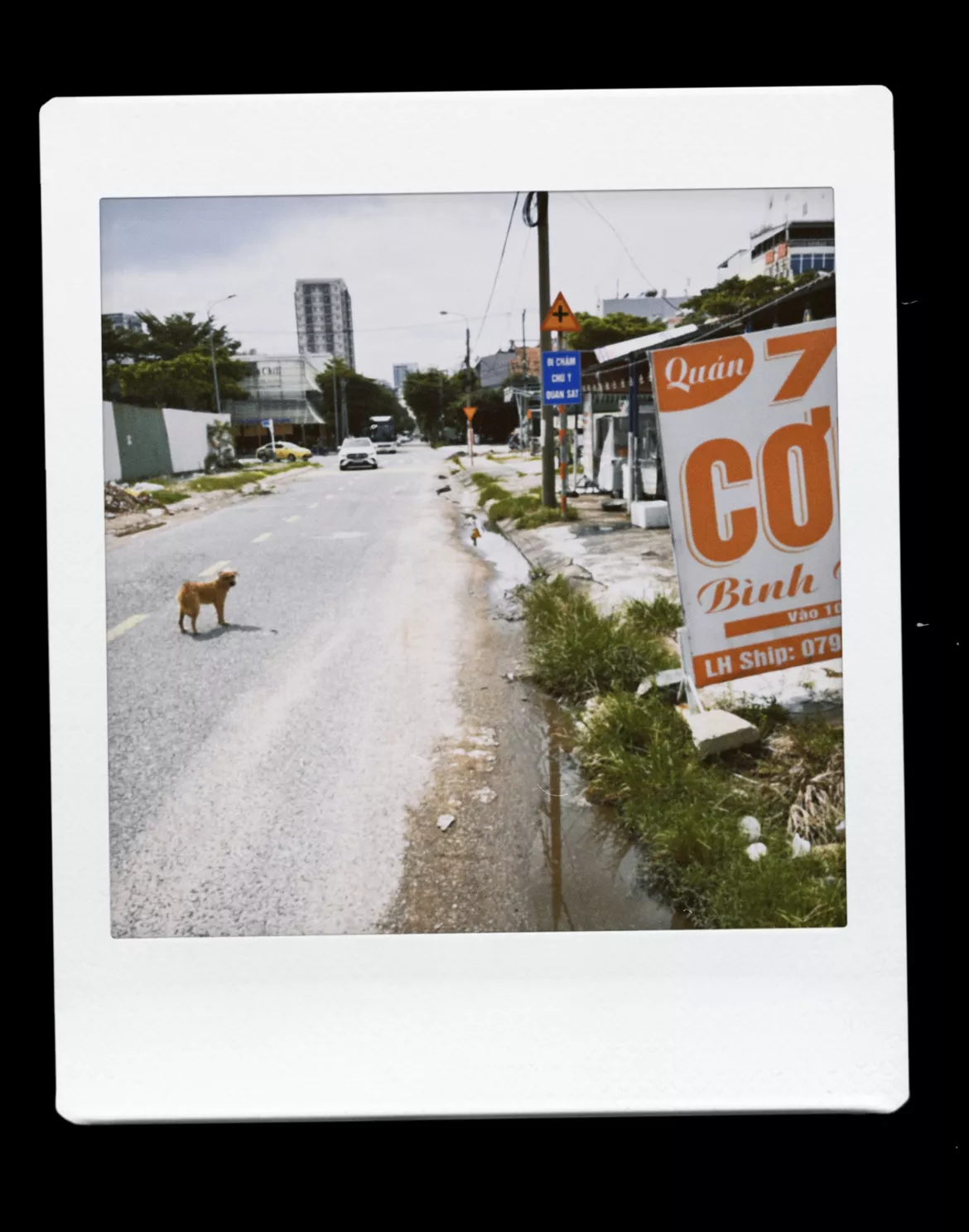 Bild in der Beschreibung des Unterrichtsmaterials Leseverständnistest (Kl. 6/7) - Straßenhunde in Vietnam von Tafeldienst #1