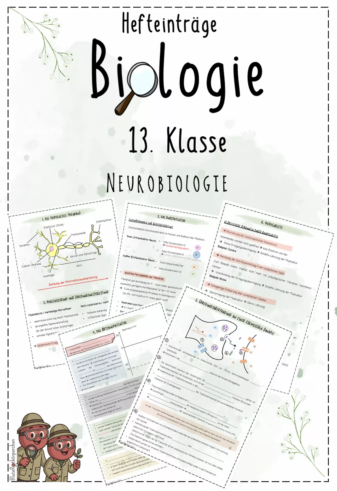 Bild in der Beschreibung des Unterrichtsmaterials Stoffwechselphysiologie I: Fotosynthese | Biologie 13 | Hefteinträge von BluteRotkörperchen #1
