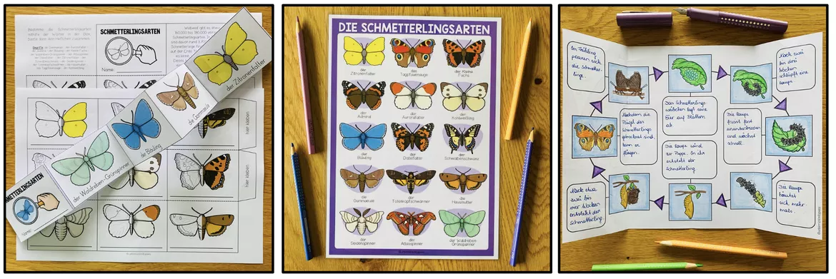 Bild in der Beschreibung des Unterrichtsmaterials Schmetterling 3., 4., 5. Klasse, Entwicklung, Lebenszyklus, Sachunterricht, Biologie | Materialpaket von Unterrichtmitspass #4