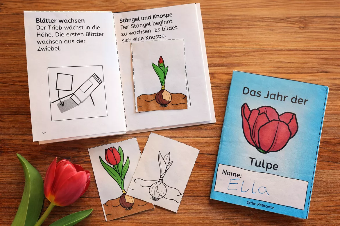 Bild in der Beschreibung des Unterrichtsmaterials Das Jahr der Tulpe - Tulpenjahr - Minibuch Frühblüher von DieRelitante #1