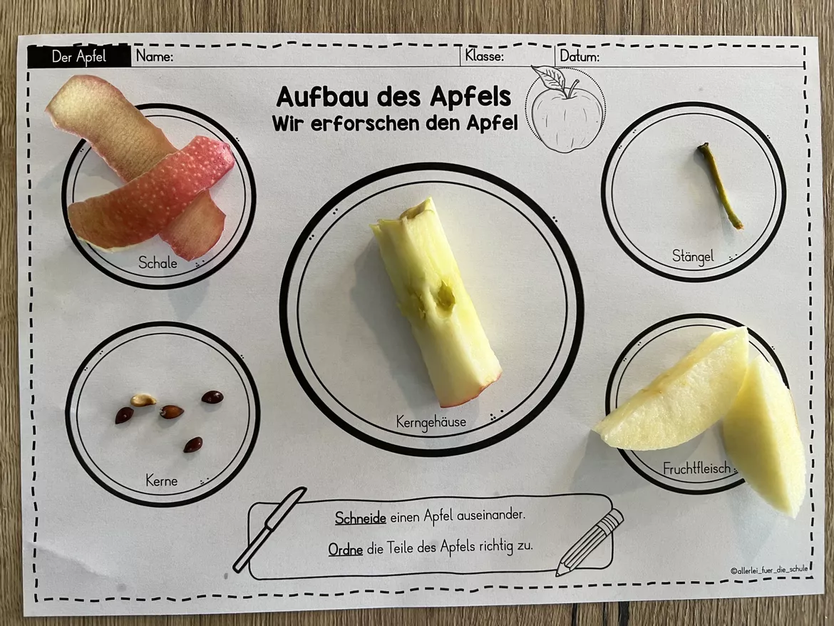 Bild in der Beschreibung des Unterrichtsmaterials Apfel: Bestandteile des Apfels Arbeitsblätter – Sachunterricht Grundschule (Klasse 1–2) | Aufbau Apfel von allerlei_fuer_die_schule #1