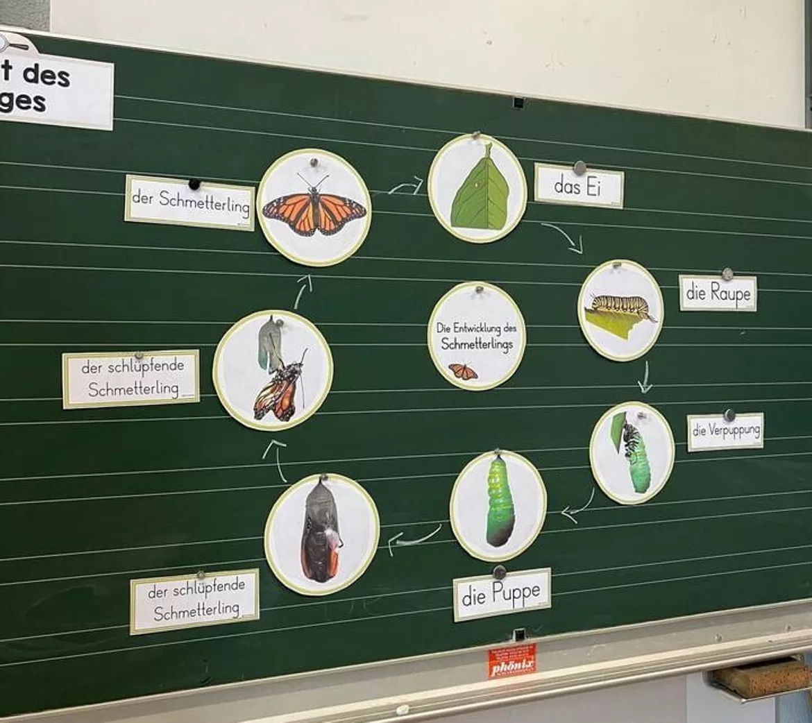 Bild in der Beschreibung des Unterrichtsmaterials Schmetterling - GESAMTPAKET - Klasse 1/2 - differenziert (analog & digital) von FreuleinBerg #2