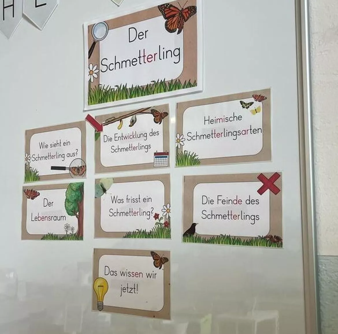 Bild in der Beschreibung des Unterrichtsmaterials Schmetterling - GESAMTPAKET - Klasse 1/2 - differenziert (analog & digital) von FreuleinBerg #3
