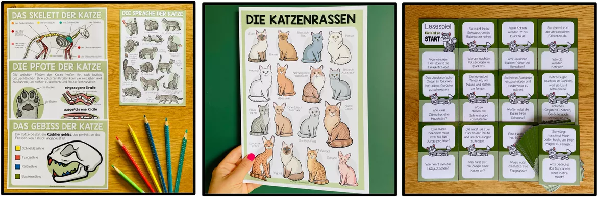 Bild in der Beschreibung des Unterrichtsmaterials Katze – Körperbau, Haltung, Verhalten und Katzenrassen | Materialpaket 3.–5. Klasse von Unterrichtmitspass #5