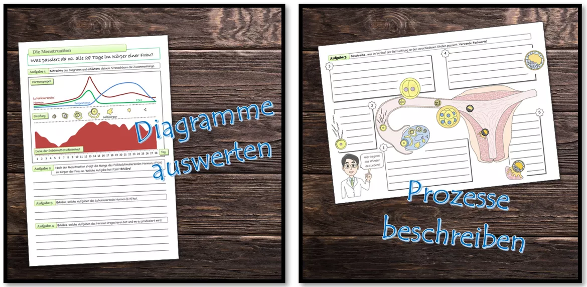 Bild in der Beschreibung des Unterrichtsmaterials Sexualkunde | komplette Unterrichtseinheit mit Lösungen | Klasse 5/6 von Dr.Teach #3
