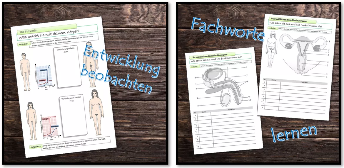 Bild in der Beschreibung des Unterrichtsmaterials Sexualkunde | komplette Unterrichtseinheit mit Lösungen | Klasse 5/6 von Dr.Teach #2