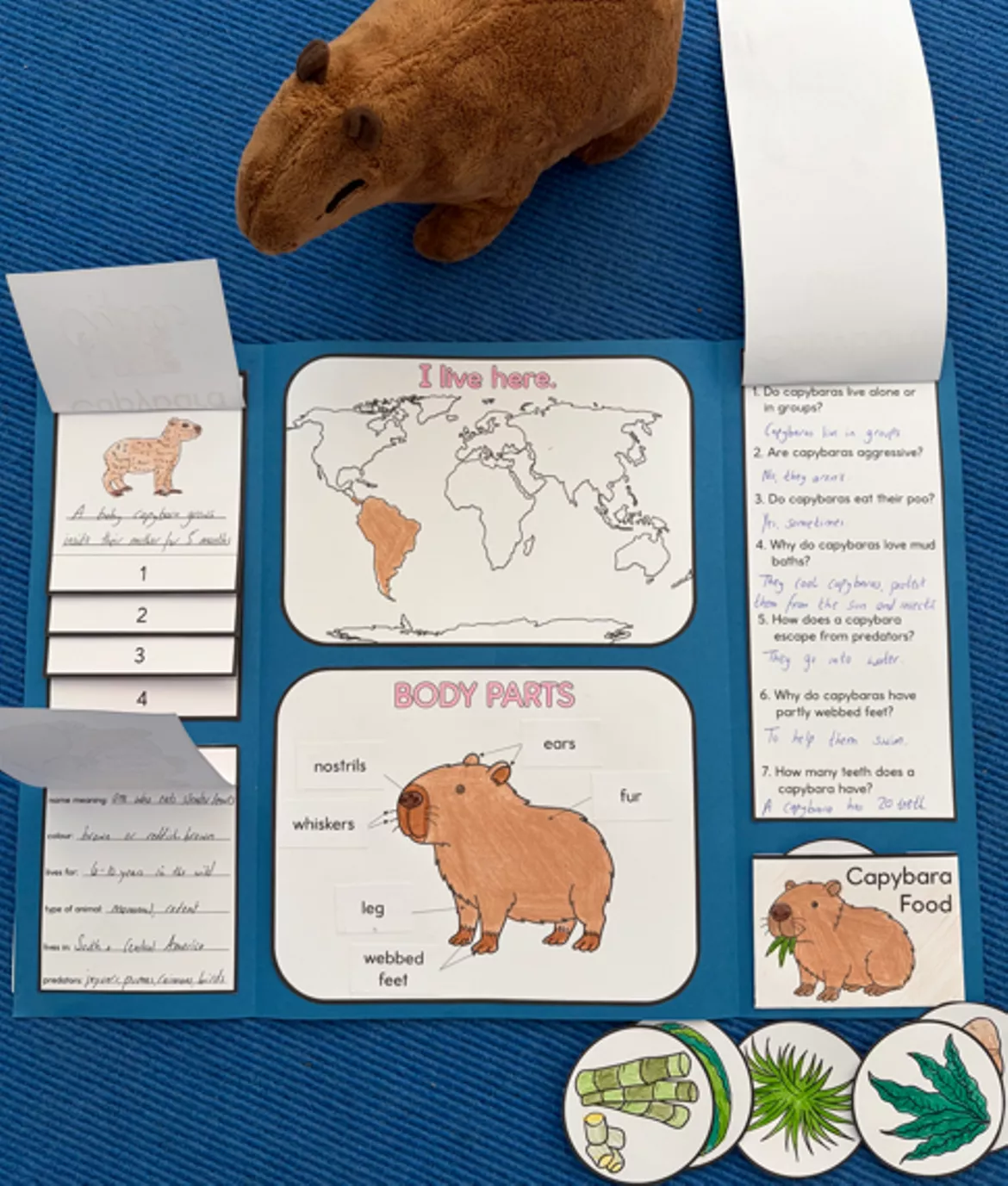 Bild in der Beschreibung des Unterrichtsmaterials Capybara Lapbook & Info Cards von Camilla