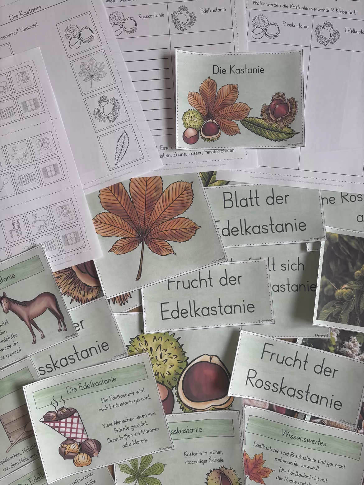 Bild in der Beschreibung des Unterrichtsmaterials Kastanie Unterrichtseinheit von Lernwerkstatt - Unterrichtsmaterial für Sachunterricht, Mathe, Deutsch, Kunst und Religion #1