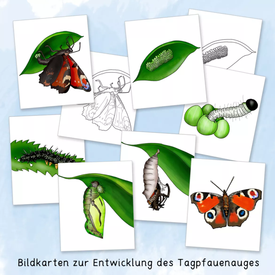 Bild in der Beschreibung des Unterrichtsmaterials Schmetterlinge (Sachunterricht, Lernwerkstatt) von Grundschulatelier #2