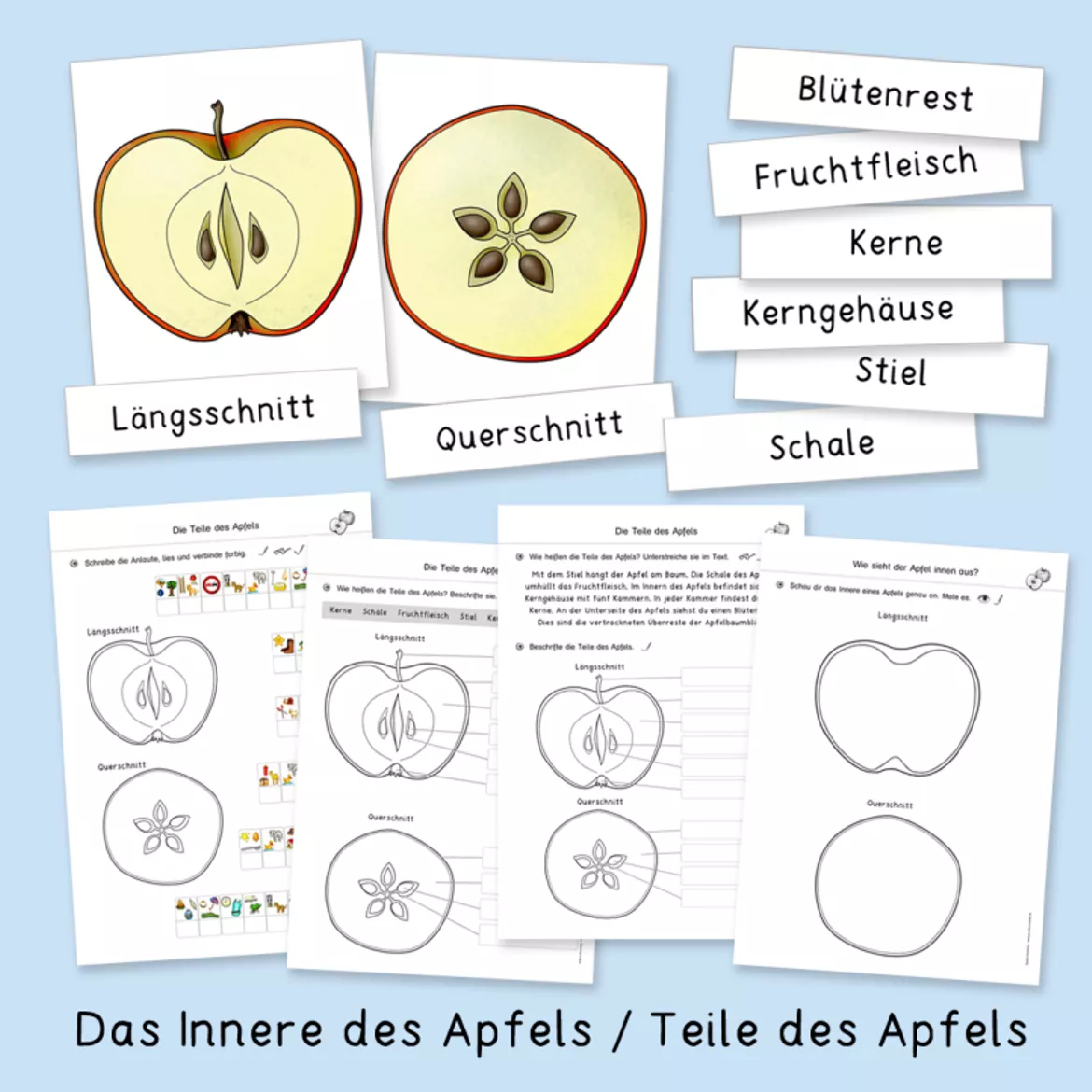 Bild in der Beschreibung des Unterrichtsmaterials Apfel (Herbst, Apfelwerkstatt, Sachunterricht) von Grundschulatelier #1
