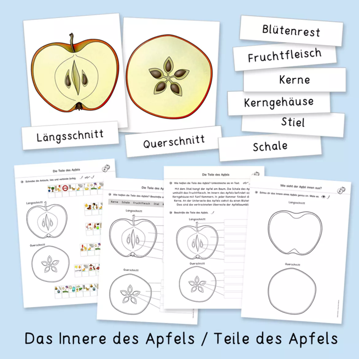 Bild in der Beschreibung des Unterrichtsmaterials Apfel (Herbst, Apfelwerkstatt, Sachunterricht) von Grundschulatelier #3