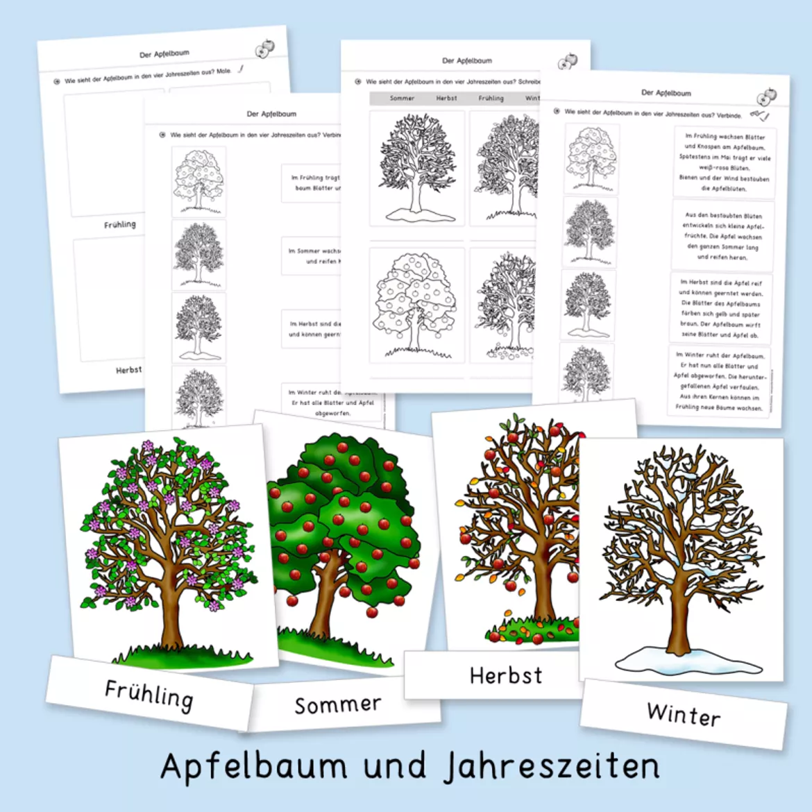 Bild in der Beschreibung des Unterrichtsmaterials Apfel (Herbst, Apfelwerkstatt, Sachunterricht) von Grundschulatelier #5