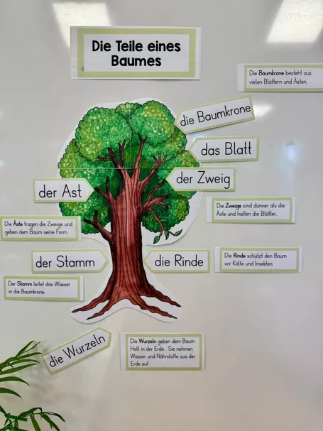 Bild in der Beschreibung des Unterrichtsmaterials Teile des Baumes - Laubbaum vs. Nadelbaum - Tafelmaterial von FreuleinBerg #4