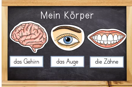 Bild in der Beschreibung des Unterrichtsmaterials Bildkarten - Mein Körper & Organe & Körperteile von Odd Bird & Company #2