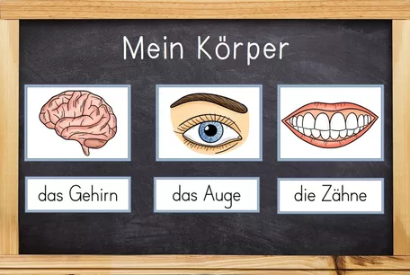 Bild in der Beschreibung des Unterrichtsmaterials Bildkarten - Mein Körper & Organe & Körperteile von Odd Bird & Company #1