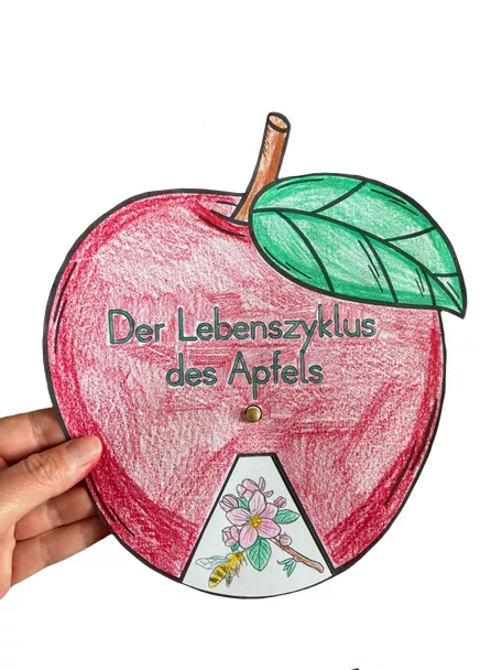 Bild in der Beschreibung des Unterrichtsmaterials Der Apfel - Bastelvorlage - Lebenszyklus des Apfels von Odd Bird & Company #1