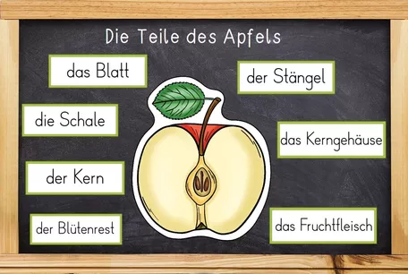 Bild in der Beschreibung des Unterrichtsmaterials Der Apfel - Bildkarten - Lebenszyklus und Teile des Apfels - in 2 Versionen von Odd Bird & Company #4